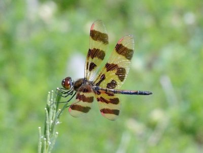 Halloween Pennant (Celithemis eponina)