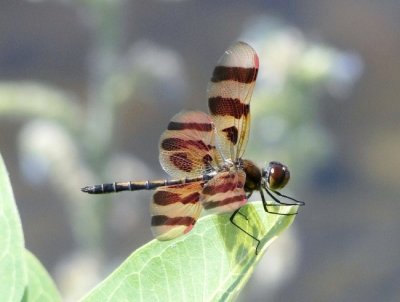 Halloween Pennant (Celithemis eponina)