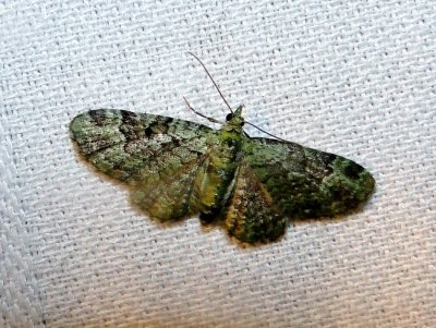 Green Pug (<i>Pasiphila rectangulata</i>) <br>Hodges #7625