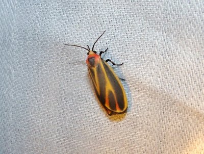 Painted Lichen Moth (Hypoprepia fucosa)  Hodges#8090