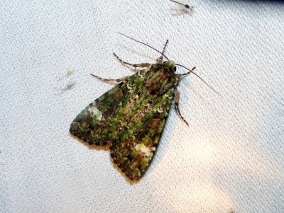 Green Arches (Anaplectoides prasina) Hodges #11000