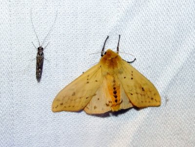 Isabella Tiger Moth (Pyrrharctia isabella)Hodges #8129