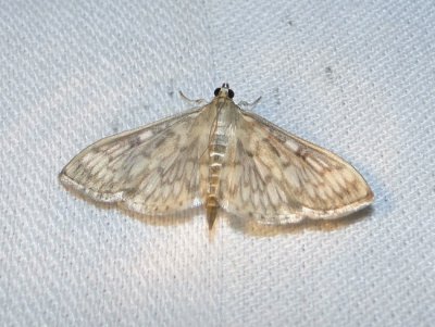 Pyralid and Crambid Snout Moths (Superfamily Pyraloidea)