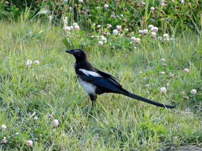 Black-billed Magpie