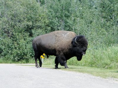 Bison at Elk Island National Park