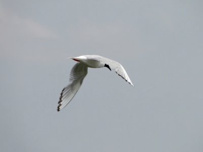 Bonaparte's Gull