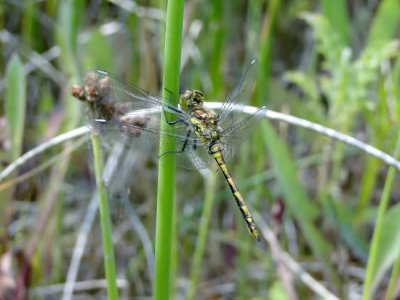 Black Meadowhawk (Sympetrum danae)