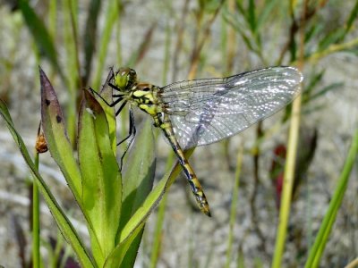 Black Meadowhawk (Sympetrum danae)