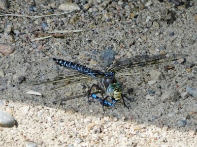 Variable Darner (Aeshna interrupta)