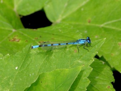 Bluet sp.