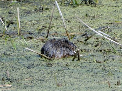 Muskrat