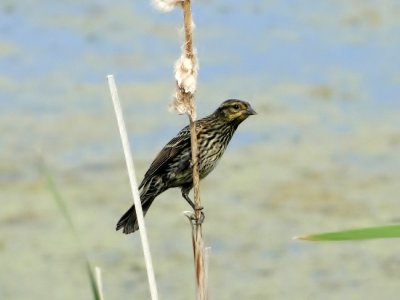 Red-winged Blackbird