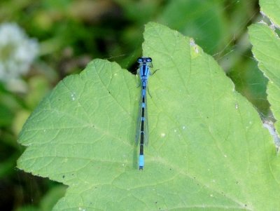 Bluet sp.