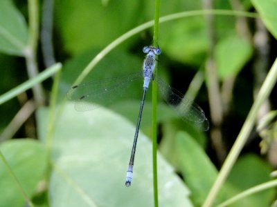 Alberta Dragonflies and Damselflies