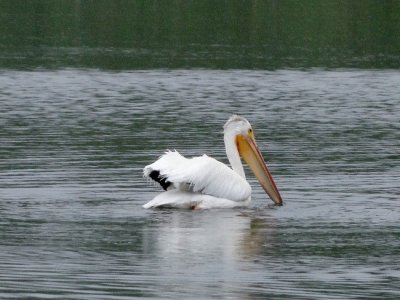 American White Pelican