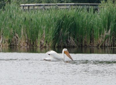 American White Pelican