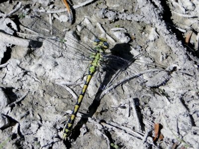 Pale Snaketail (Ophiogomphus severus)