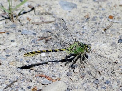 Pale Snaketail (Ophiogomphus severus)