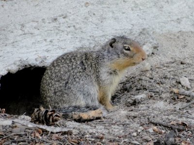 Columbian Ground Squirrel (Urocitellus columbianus)