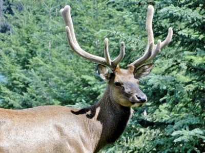 Bull Elk