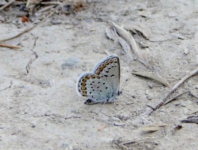 Northern Blue (Lycaeides idas)