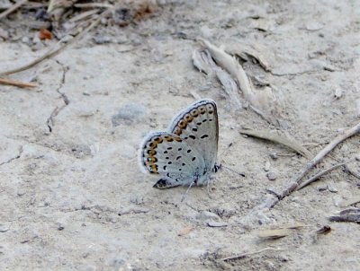 Northern Blue (Lycaeides idas)