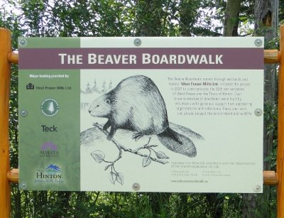 Yes, there are beavers at the Beaver Boardwalk!