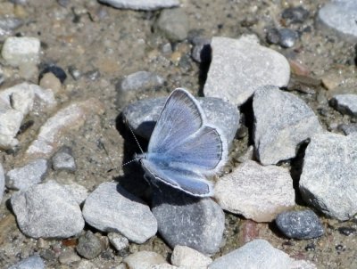Greenish Blue (Plebejus saepiolus)