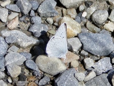 Greenish Blue (Plebejus saepiolus)