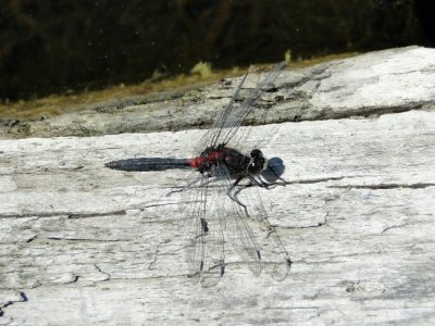 Leucorrhinia sp.