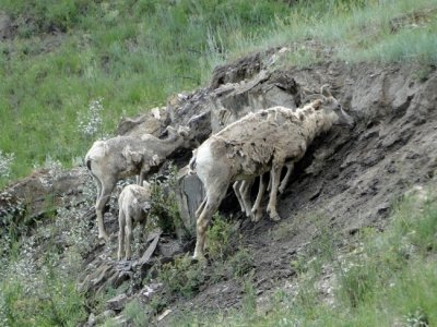 Bighorn Sheep family