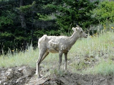 Young Bighorn Sheep