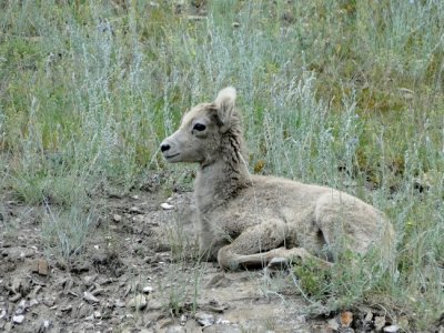 Baby Bighorn Sheep