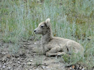 Bighorn Sheep