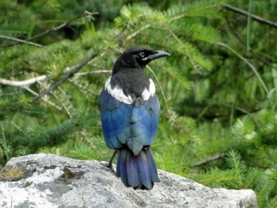 Black-billed Magpie