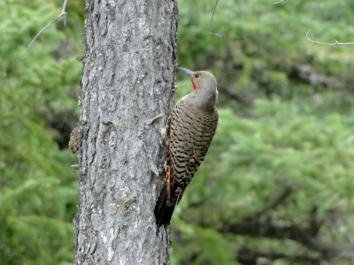 Red-shafted Flicker 