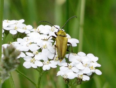 Long-horned Beetle on Yarrow