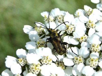 Long-horned Beetles on Yarrow