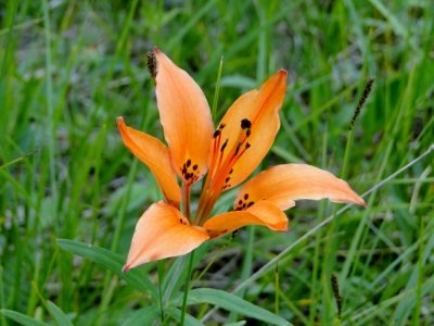 Western Wood Lily (Lilium philadelphicum)
