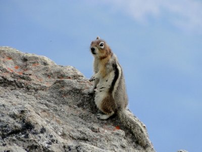 Golden-mantled Ground Squirrel