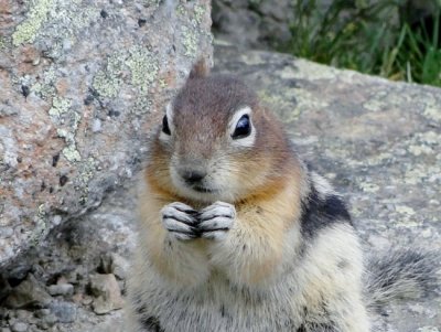 Golden-mantled Ground Squirrel close-up