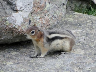 Golden-mantled Ground Squirrel