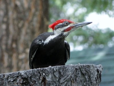 Pileated Woodpecker