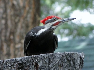 Pileated Woodpecker