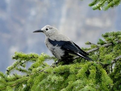 Clark's Nutcracker