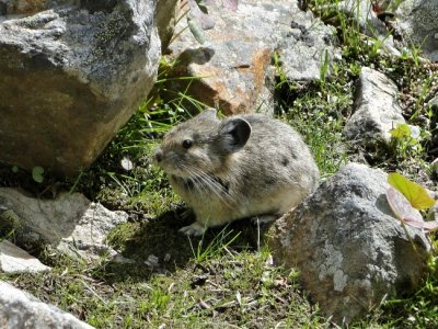 American Pika (Ochotona princeps)