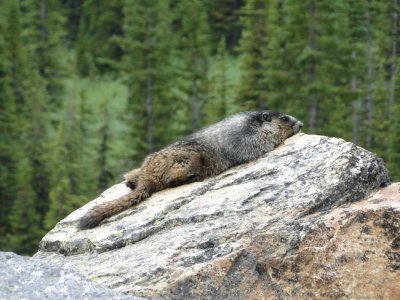 Hoary Marmot (Marmota caligata) 