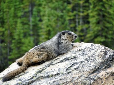 Hoary Marmot (Marmota caligata) 
