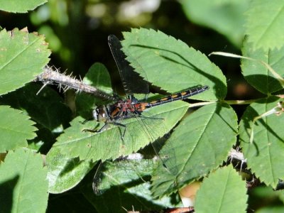 Hudsonian Whiteface (Leucorrhinia hudsonica)