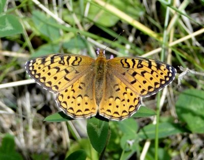 Great-spangled Fritillary (Speyeria cybele)